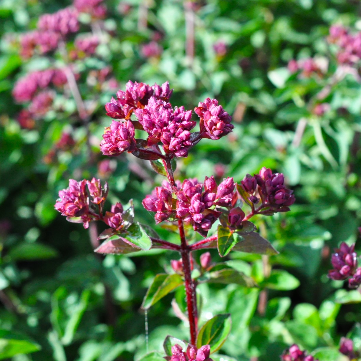 Origanum 'Rosenkuppel'